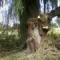 Tree Feling