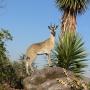 Klipspringer full mount