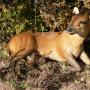 Red Duiker full mount