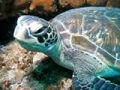 Scuba Dive Kzn