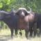 Picture of buffalos taken while driving through the Kruger Park with clients