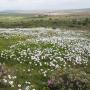 Spring flowers on Journey's End