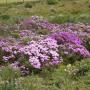 Spring flowers on Journey's End