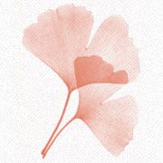 Gingko