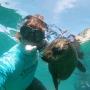 Seal 1