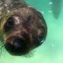 South African Fur Seal