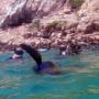 Swimming with seals