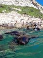 Seal viewing Tour