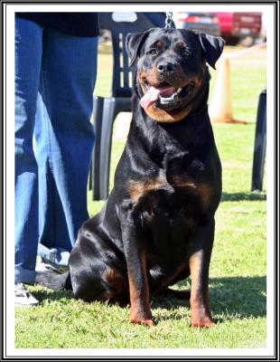 Keira-Rottweiler
