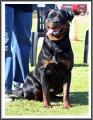 Puppy Socialisation and Obedience Training Classes