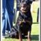 Keira-Rottweiler