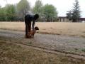 Dog Training and rehabilitation