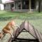 Cooper