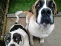 Boarding Kennels