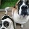 Kennels