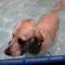 Swimming