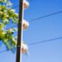 electric fence