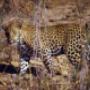Addo Elaphant Park, Big 5, Leopard, Alan Tours