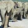 Addo Elephant National Park, Alan Tours