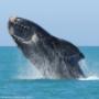 Big 7 Safari Tours - Addo Elephant Park, Algoa Bay