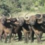 Buffalo, with Alan Tours