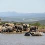 Elephants enjoying the waterhole, Addo