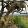 Lions @ Play, Addo Elephant Park, with Alan Tours