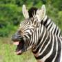 Zebra, Big 5 Tours, Addo Elephant National Park