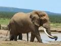 Addo Elephant National Park Full Day Tour