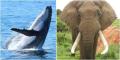 BIG 7 - Addo Elephant Park & Marine Safari