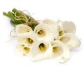 Stringed Lilies