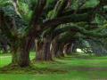 MARRIAGE SPELLS help you in getting married to your loved one