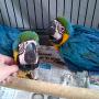 baby macaws