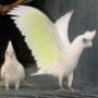 bare eyed cockatoo