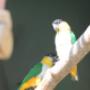 caiques