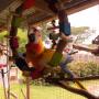 camalot macaw
