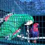 eclectus parrot