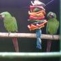 illigar macaws