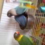 lovebird babies