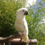 umbrella cockatoo