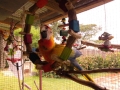 Parrots SA
