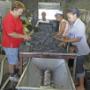 Sorting grapes by hand at harvest