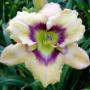 Daylily