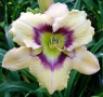 Daylilies Online