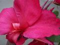 CANNA LILY