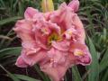 Daylily doubles