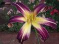 Daylily-Spider