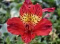 Inca Lily Hybrids