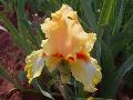 IRIS - bearded