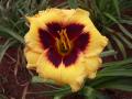 Daylily miniatures